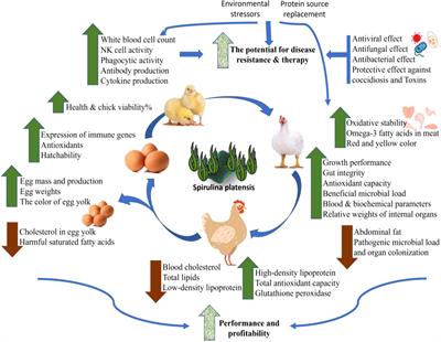 Potential of Spirulina platensis as a feed supplement for poultry to enhance growth performance and immune modulation